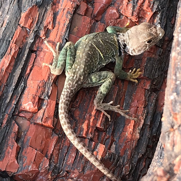 Meet your Posher, Rachel - Picture 1 of 1